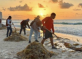 Cancún y Quintana Roo enfrentan arribo histórico de sargazo