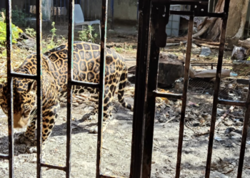 Profepa no logra inspeccionar jaguar en Zona Hotelera de Cancún