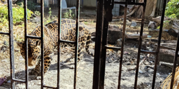 Profepa no logra inspeccionar jaguar en Zona Hotelera de Cancún