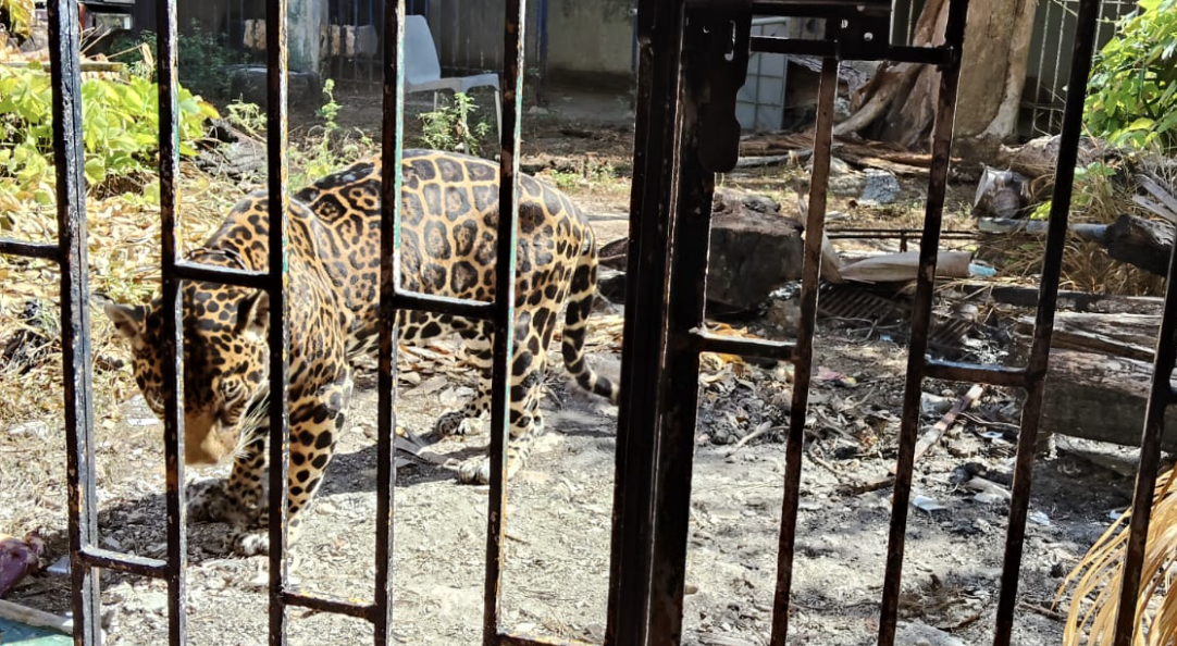 Profepa no logra inspeccionar jaguar en Zona Hotelera de Cancún