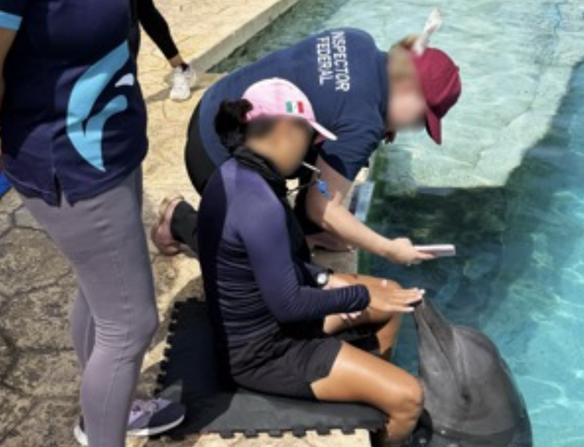Profepa descarta traslado de 3 delfines de Ventura Park
