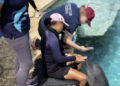 Profepa descarta traslado de 3 delfines de Ventura Park