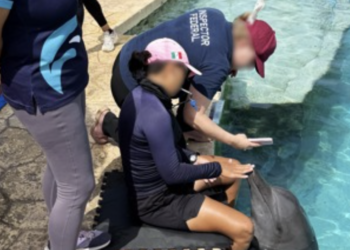 Profepa descarta traslado de 3 delfines de Ventura Park