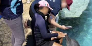 Profepa descarta traslado de 3 delfines de Ventura Park