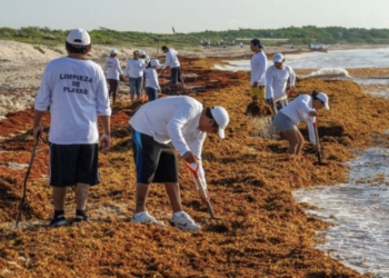 Quintana Roo crea primera pesquería formal de sargazo