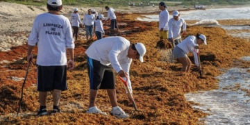 Quintana Roo crea primera pesquería formal de sargazo