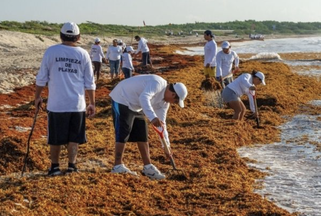 Quintana Roo crea primera pesquería formal de sargazo