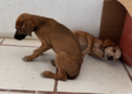 Abandonan dos perros en emisora de Felipe Carrillo Puerto