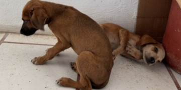 Abandonan dos perros en emisora de Felipe Carrillo Puerto