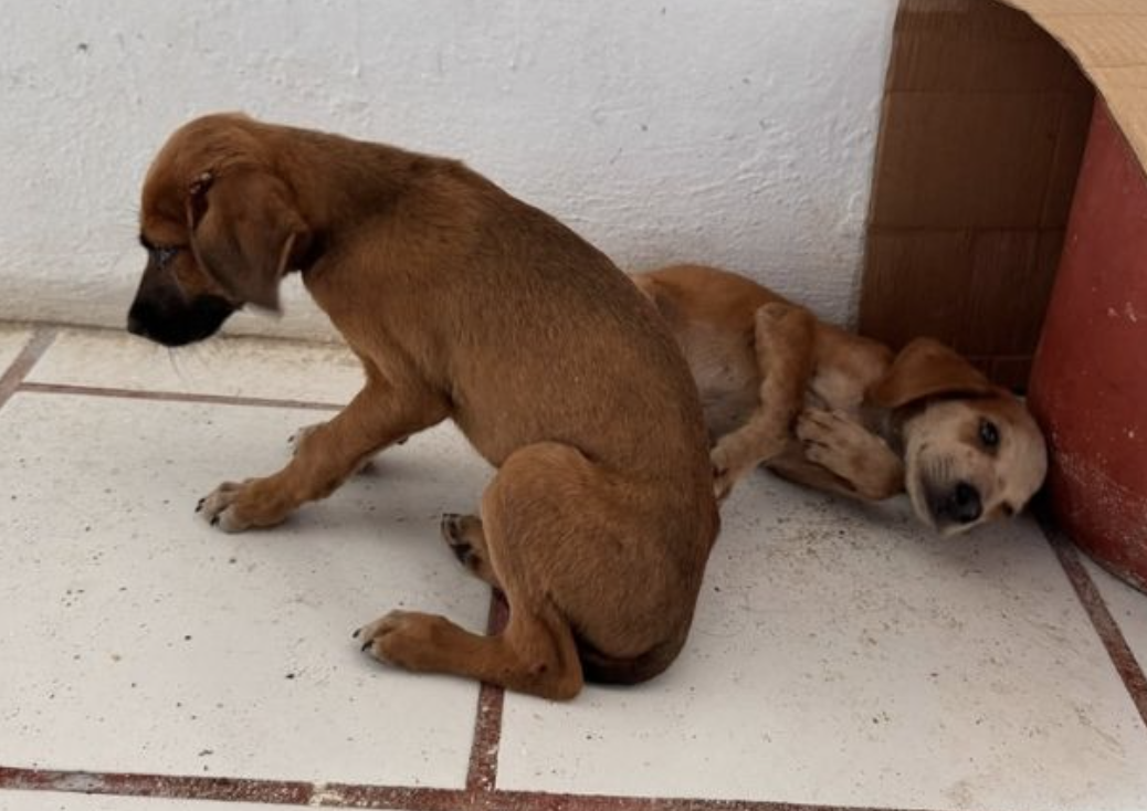 Abandonan dos perros en emisora de Felipe Carrillo Puerto