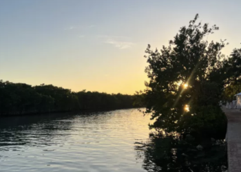 CEMDA alerta por pérdida de manglares en Quintana Roo