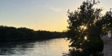 CEMDA alerta por pérdida de manglares en Quintana Roo