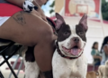 Esterilizan gratis a 150 perros y gatos en Tierra Maya, Cancún