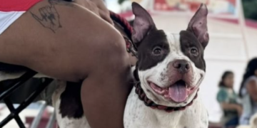 Esterilizan gratis a 150 perros y gatos en Tierra Maya, Cancún