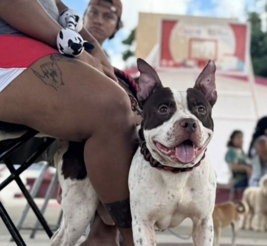 Esterilizan gratis a 150 perros y gatos en Tierra Maya, Cancún