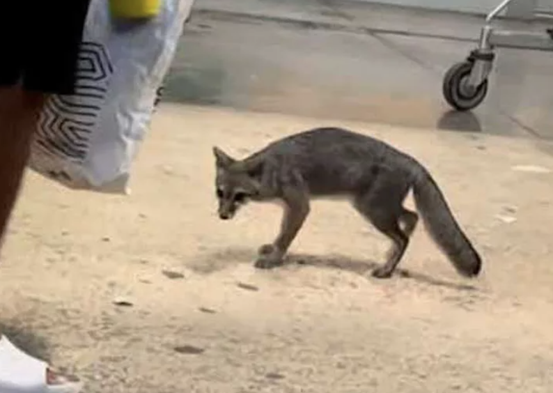 Confirman rabia en zorra gris de Cancún; piden reportar contacto