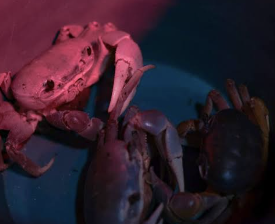 Cancún alista operativo nocturno para proteger al cangrejo azul