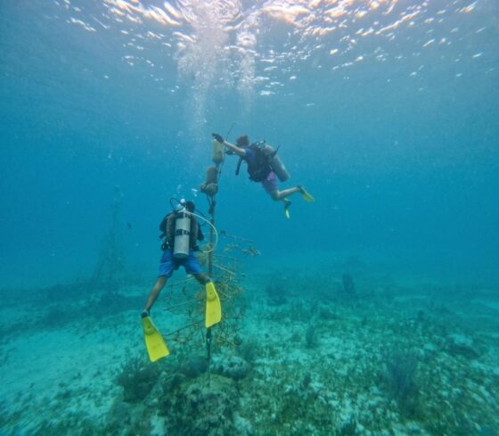 Dos buzos dan mantenimiento a una estructura de restauración de coral en el Parque Natural Chankanaab