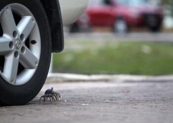Cangrejo azul cruza junto a la llanta de un automóvil en una calle de Cancún