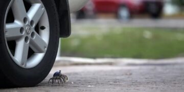 Cangrejo azul cruza junto a la llanta de un automóvil en una calle de Cancún