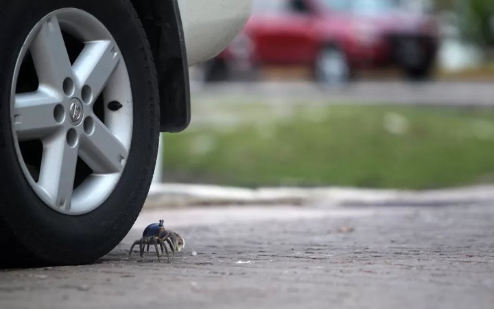 Cangrejo azul cruza junto a la llanta de un automóvil en una calle de Cancún