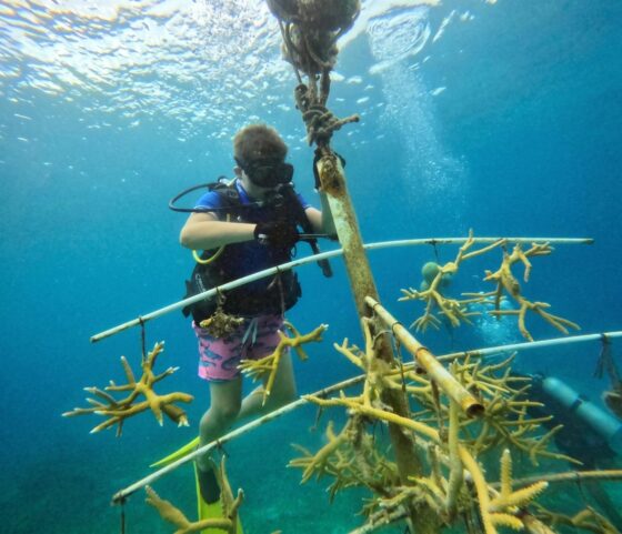 Voluntario retira algas de una estructura con fragmentos de coral en Cozumel