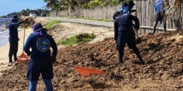 Personal retira sargazo de una playa del Caribe Mexicano con rastrillos.