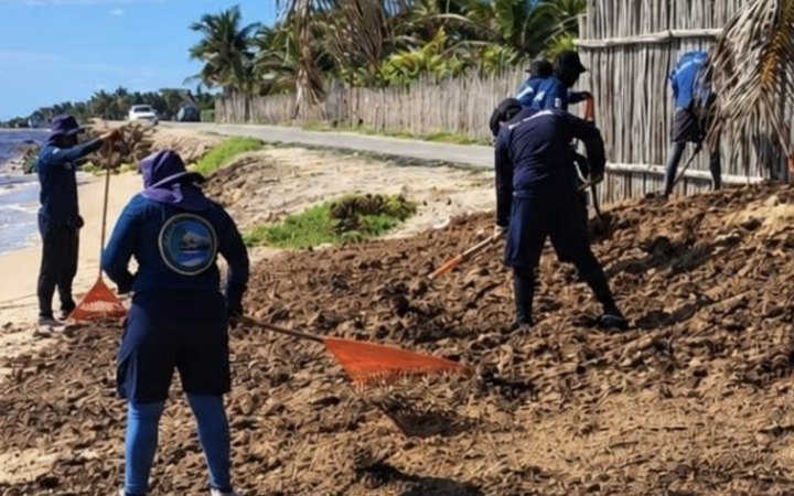 Personal retira sargazo de una playa del Caribe Mexicano con rastrillos.