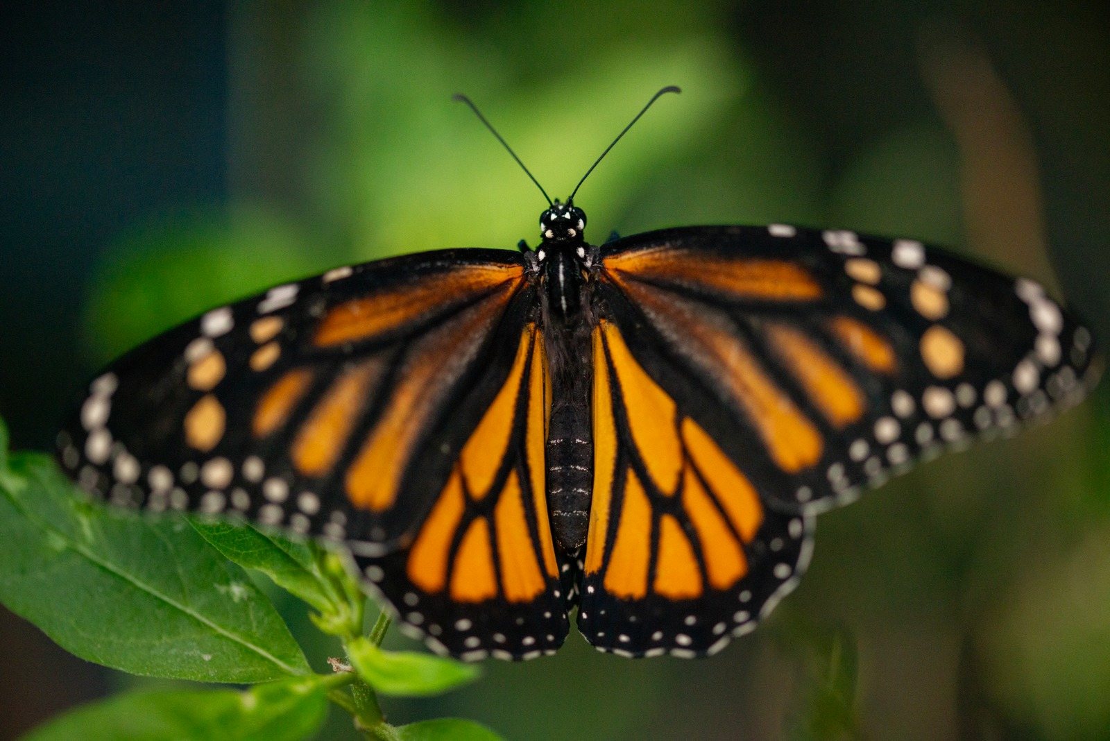 Mariposa monarca con las alas abiertas sobre una planta