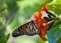Mariposa monarca posada sobre flores anaranjadas en Cozumel