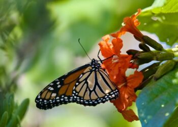 Mariposa monarca posada sobre flores anaranjadas en Cozumel
