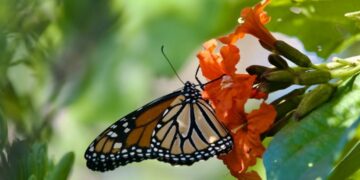 Mariposa monarca posada sobre flores anaranjadas en Cozumel
