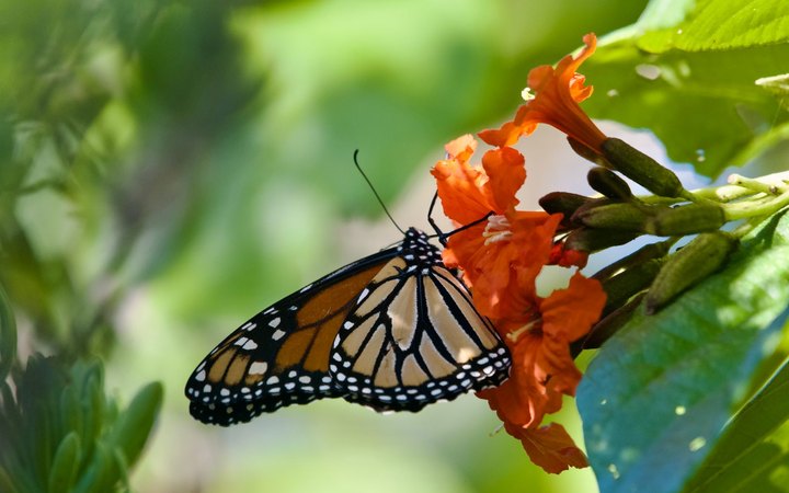 Mariposa monarca posada sobre flores anaranjadas en Cozumel