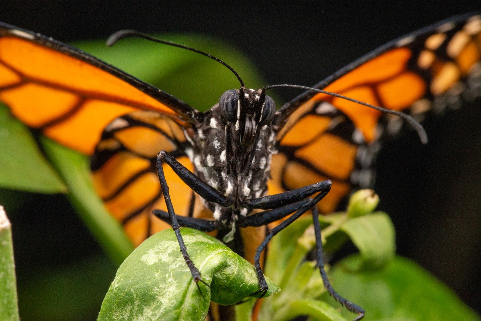 Primer plano de una mariposa monarca (Danaus plexippus)