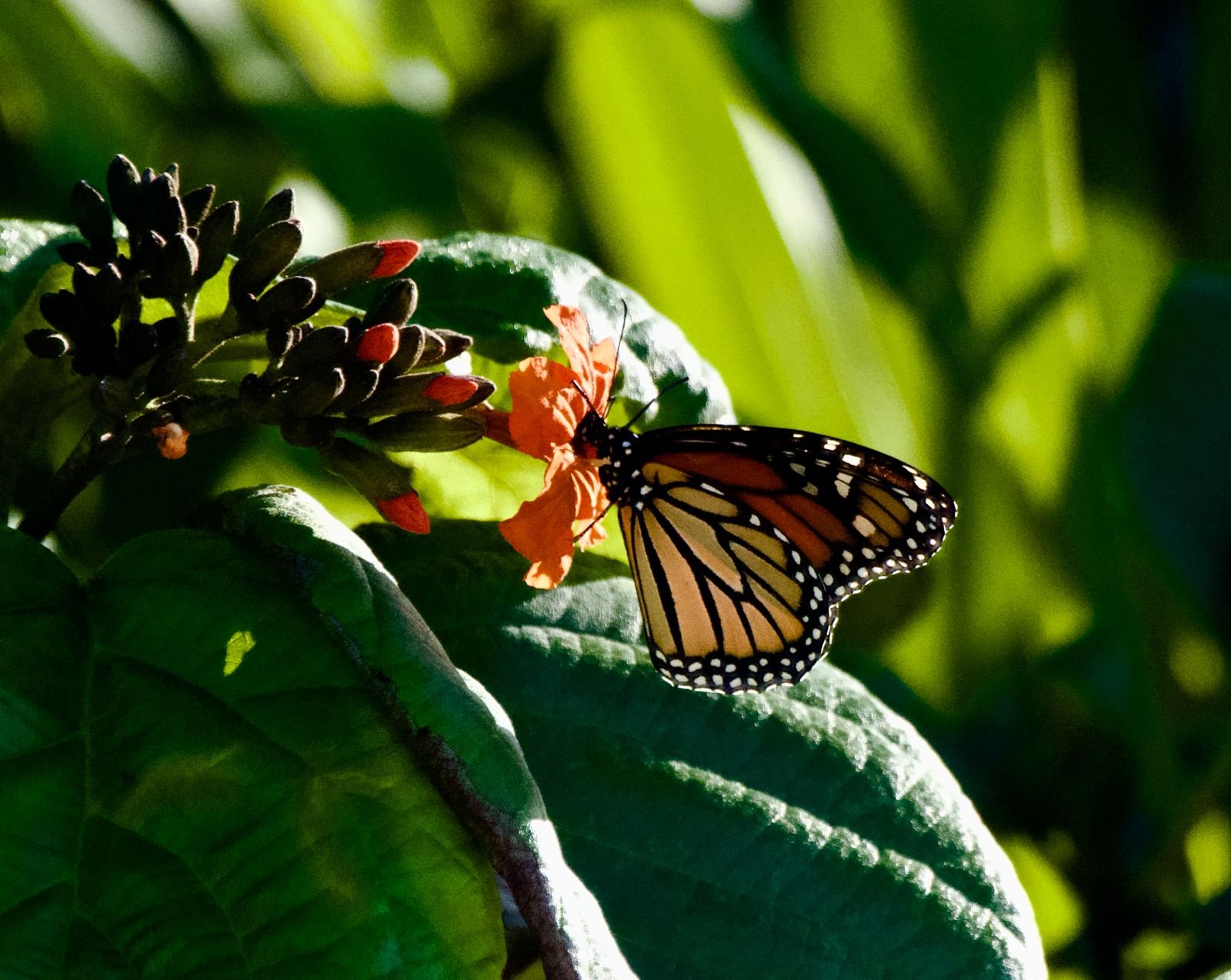 Mariposa monarca alimentándose de una flor en Cozumel