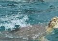 Tortuga marina saca la cabeza del agua en el Caribe Mexicano.