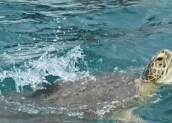Tortuga marina saca la cabeza del agua en el Caribe Mexicano.