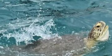 Tortuga marina saca la cabeza del agua en el Caribe Mexicano.