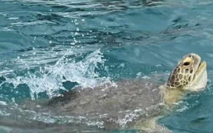 Tortuga marina saca la cabeza del agua en el Caribe Mexicano.