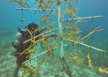 Buzo limpia una estructura tipo árbol con fragmentos de coral cuerno de alce en Chankanaab