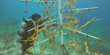 Buzo limpia una estructura tipo árbol con fragmentos de coral cuerno de alce en Chankanaab