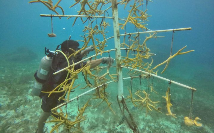 Buzo limpia una estructura tipo árbol con fragmentos de coral cuerno de alce en Chankanaab